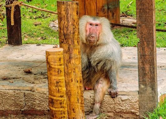 O babuíno foi resgatado de um circo e levado para o Bioparque Zoobotanico