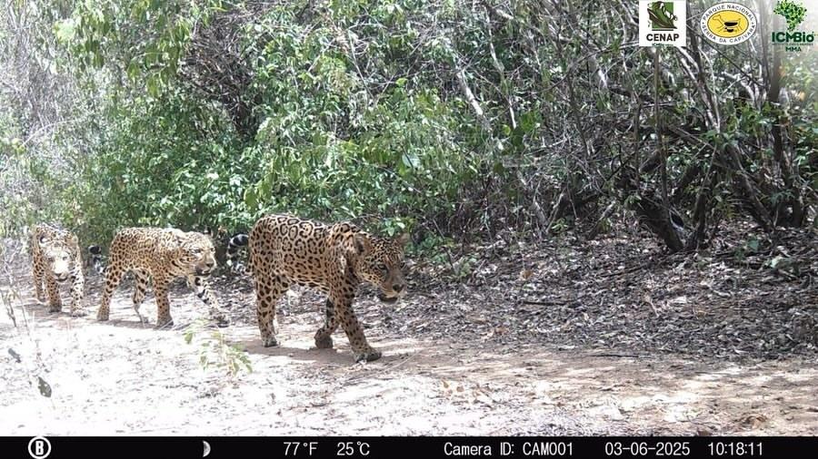 Onça-pintada e filhotes são flagrados passeando no Parque Nacional da Serra da Capivara
