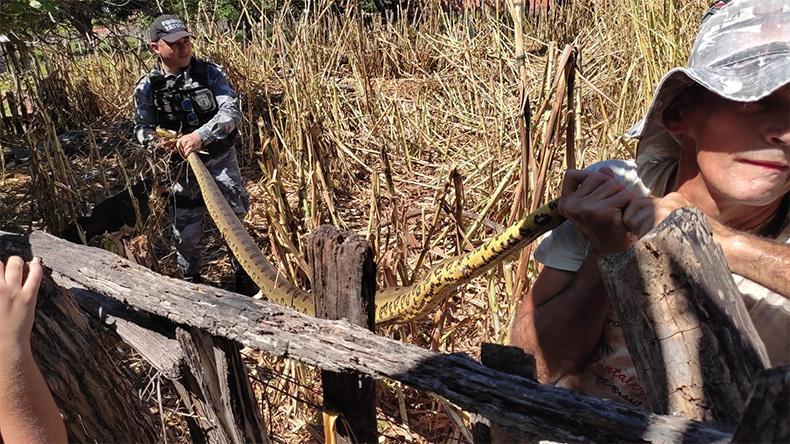 Sucuri de 3,5 metros é capturada em quintal de casa
