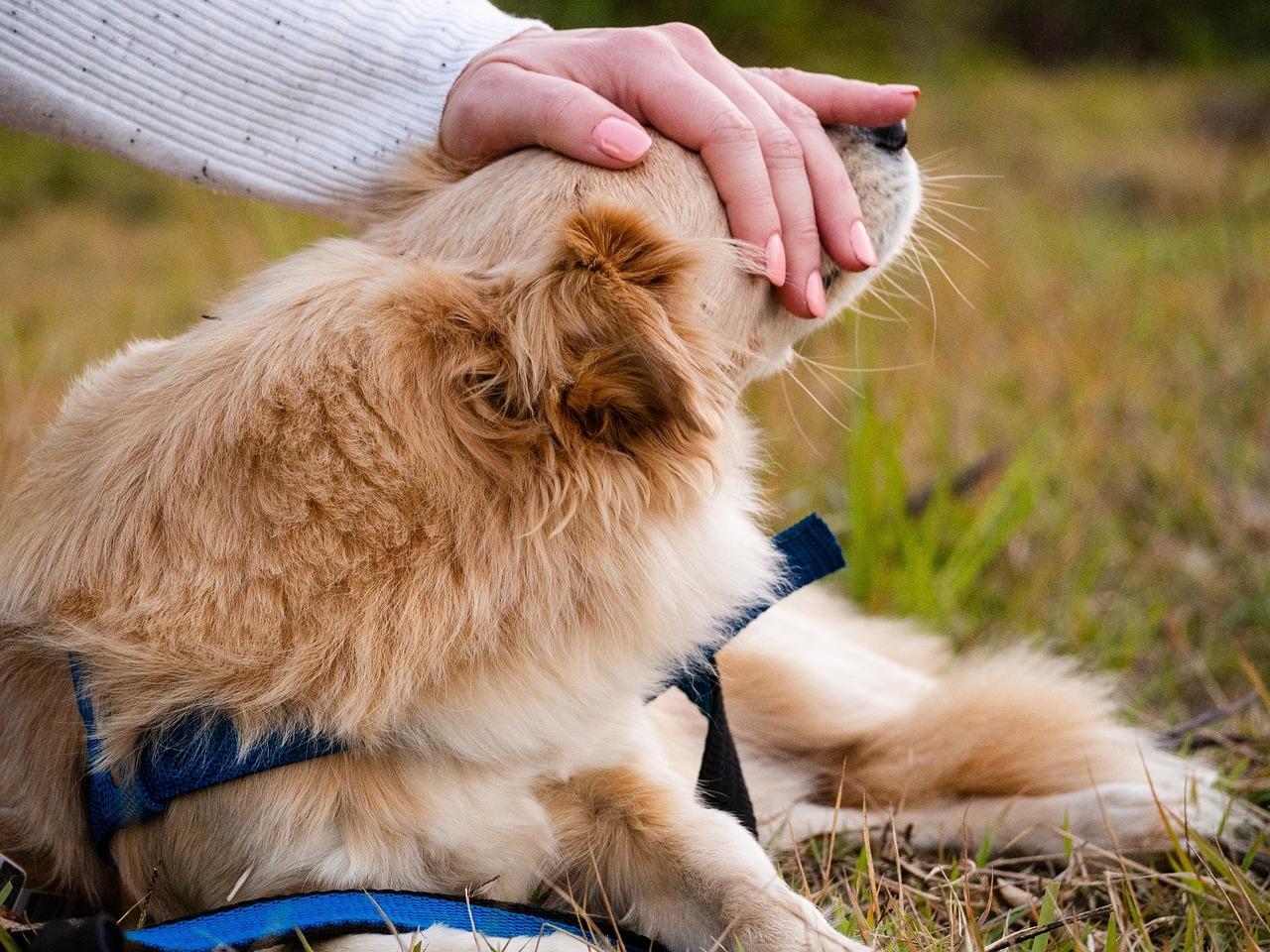 Suplementos podem fazer parte da dieta dos pets