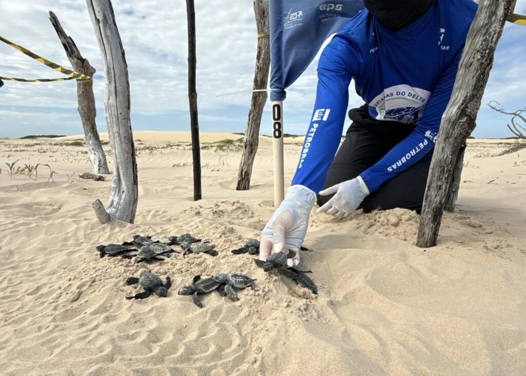 Filhotes de tartarugas marinhas são devolvidos ao mar no litoral do Piauí