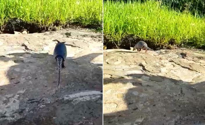 Tatu-galinha é capturado em Piripiri