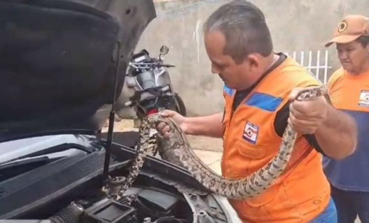 Cobra é resgatada dentro de carro em Campo Maior