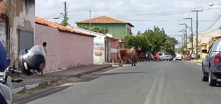 Boi deixou os moradores do bairro Ceará em Parnaíba assustados