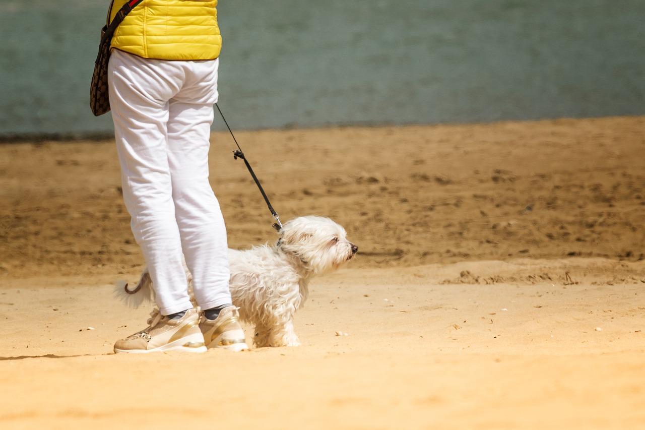 Tutor precisa ter responsabilidade nos passeios com os pets