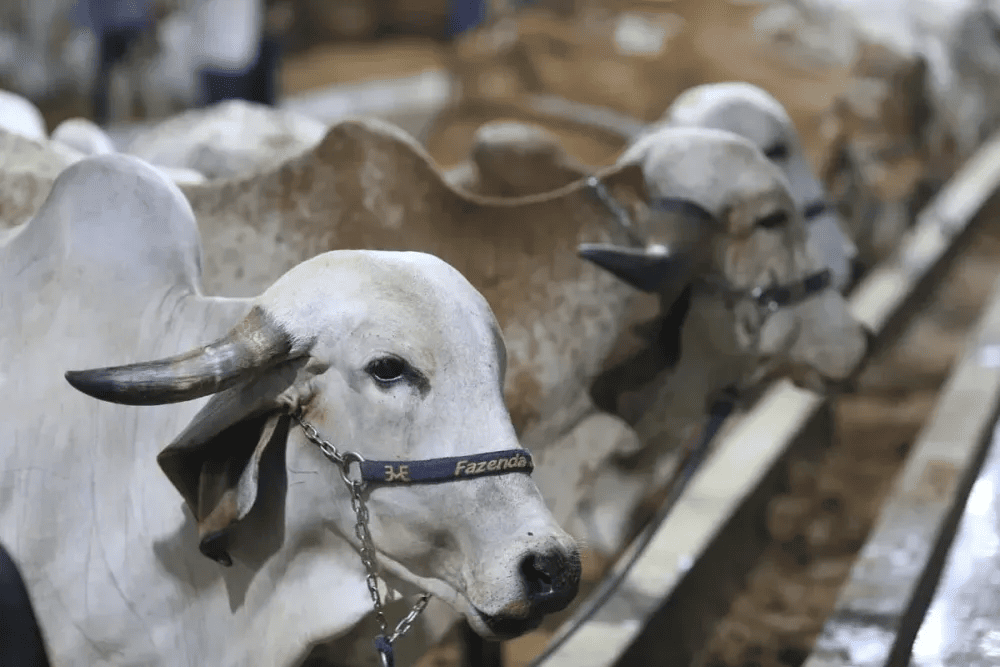 Animais em exposição