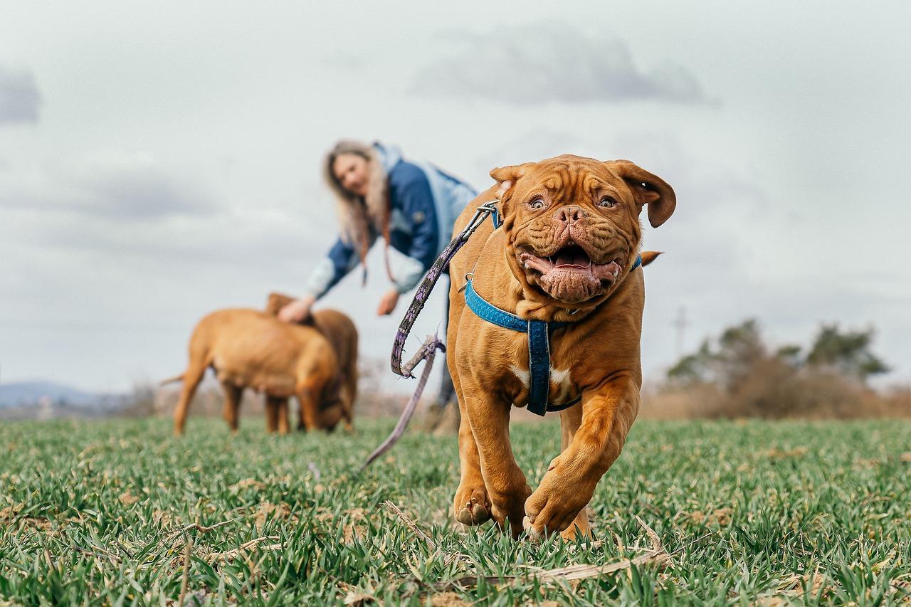 Todo tutor deve ter a consciência que o processo de imunização dos cães e gatos é muito importante