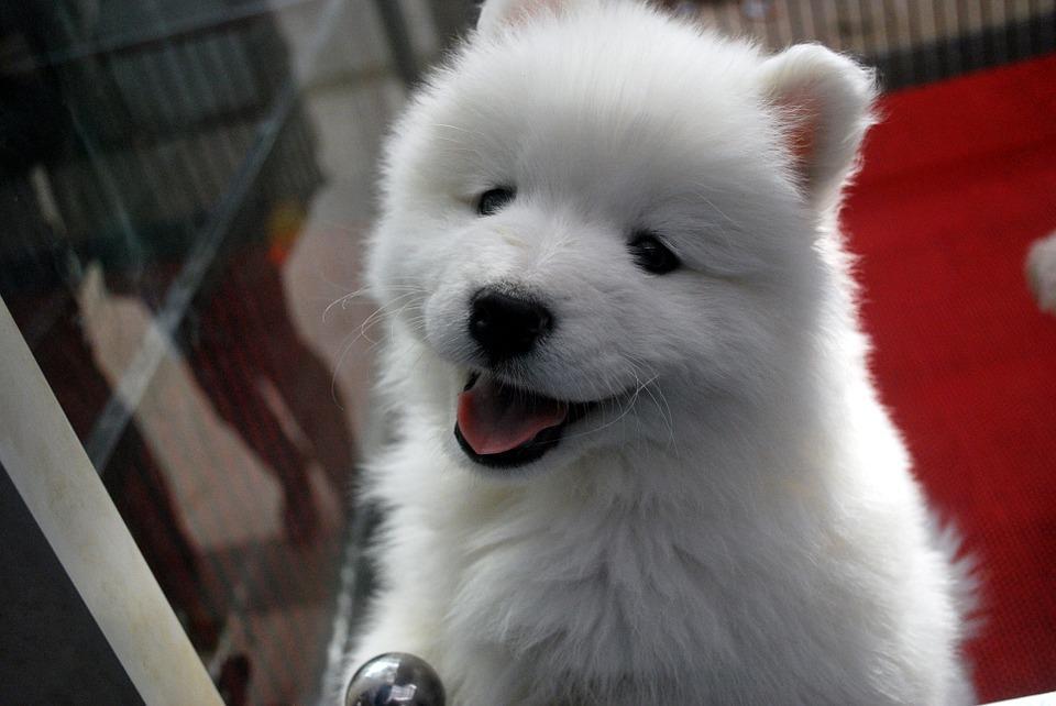 PET
