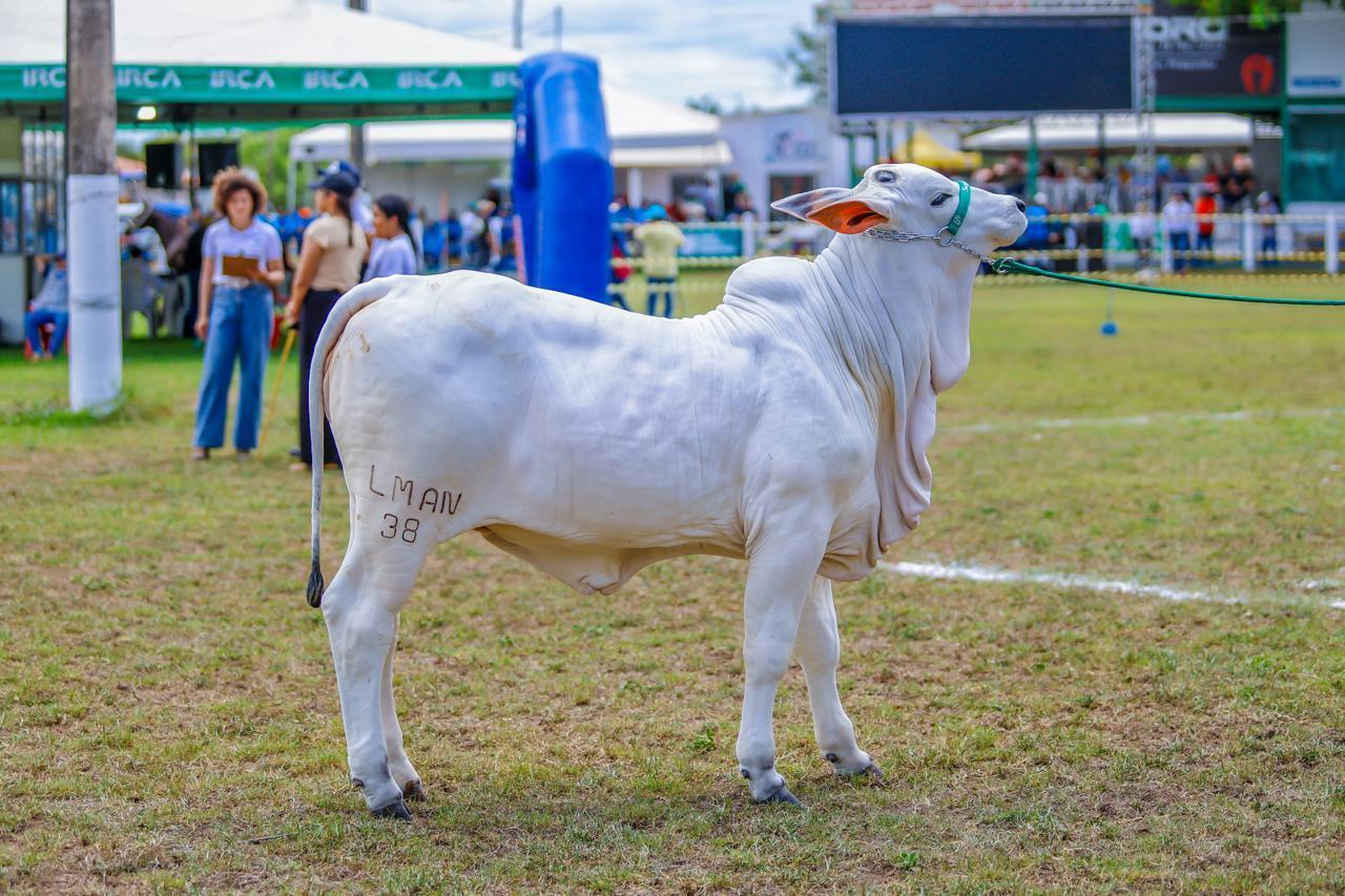 A Expoapi vai movimentar o agronegócio, o turismo e a economia