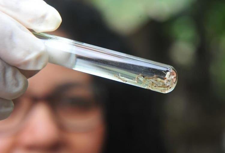 FMS registrou 953 casos de dengue somente este ano em Teresina