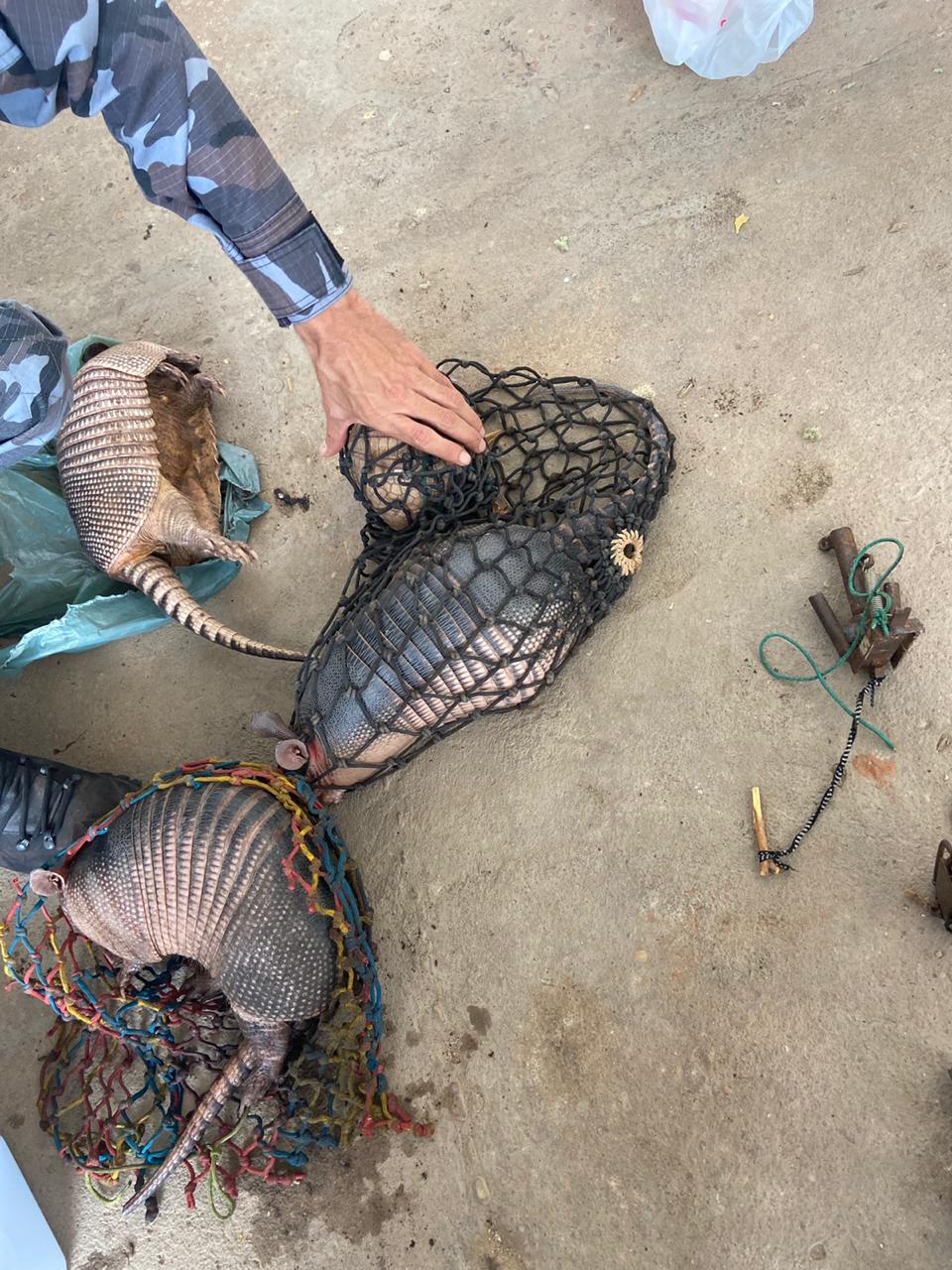 Animais são resgatados