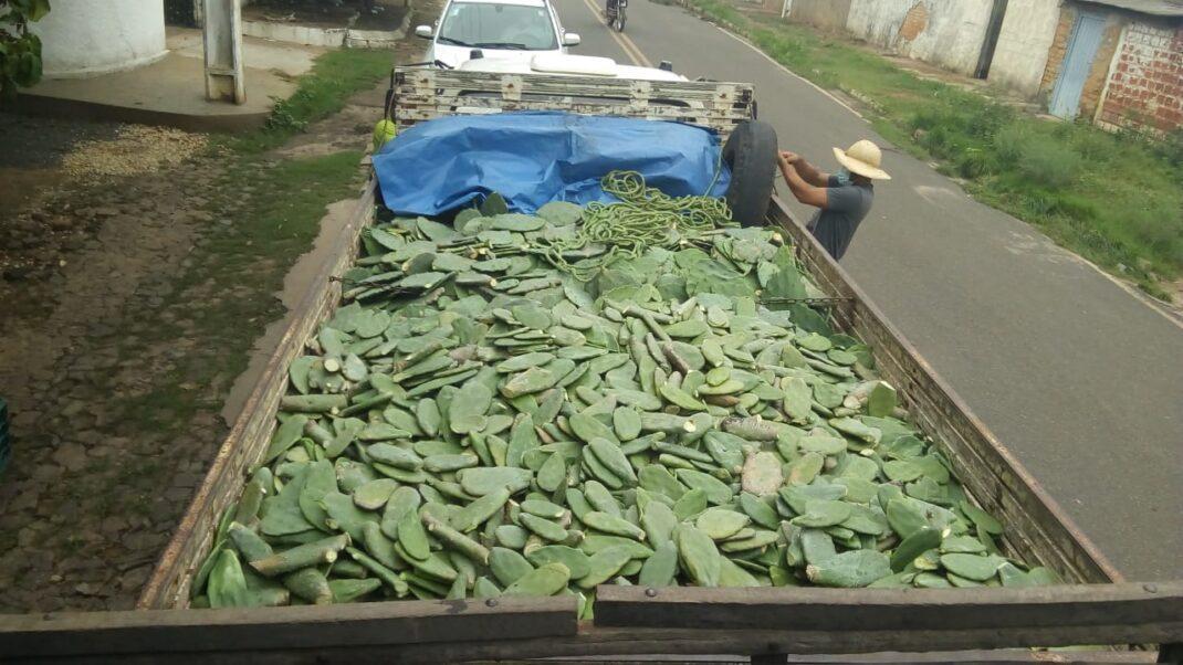Governo distribui palma forrageira para agricultores do Piauí