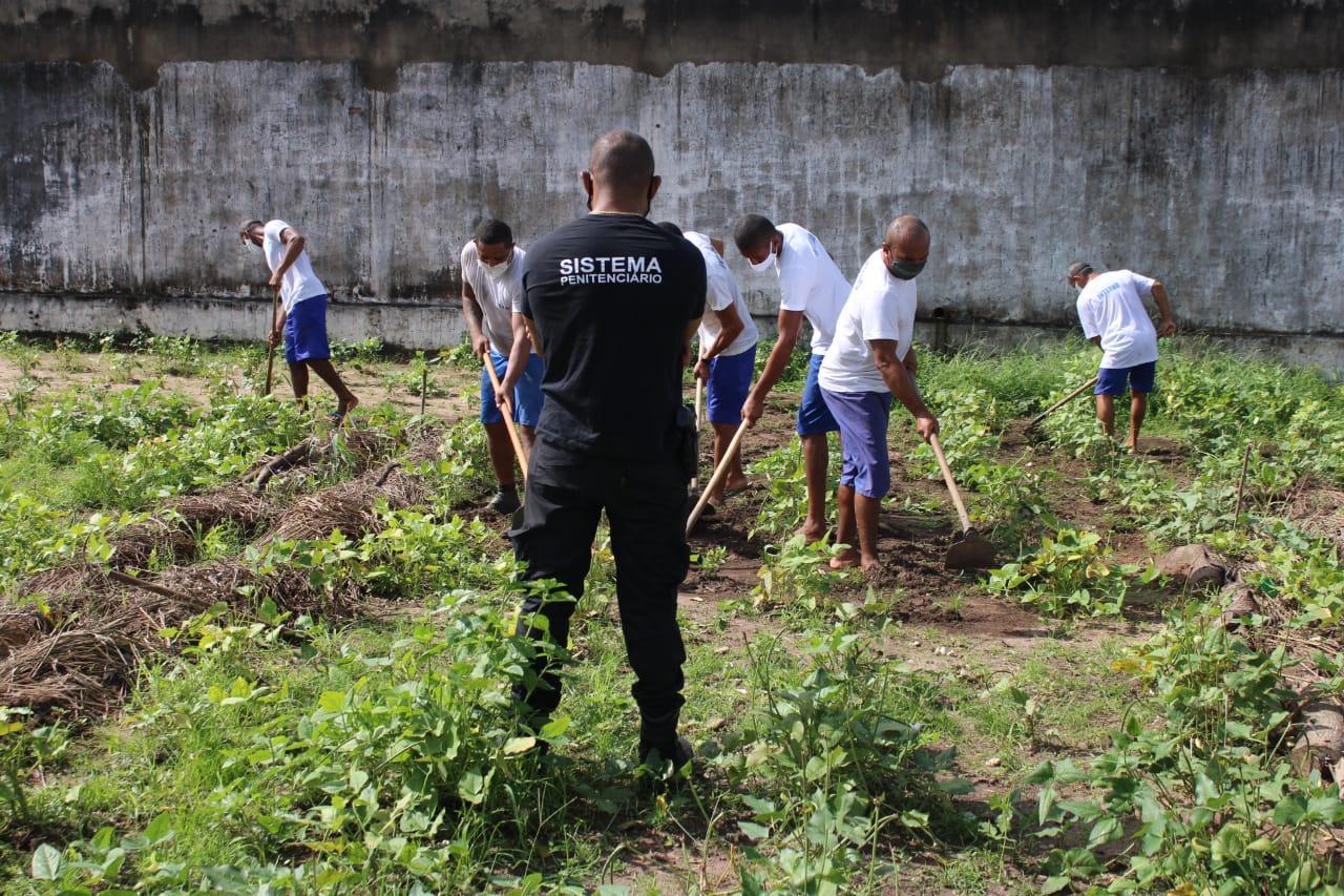 Além da horta, cerca de 40 reeducandos estão reformando mais um pavilhão da penitenciária