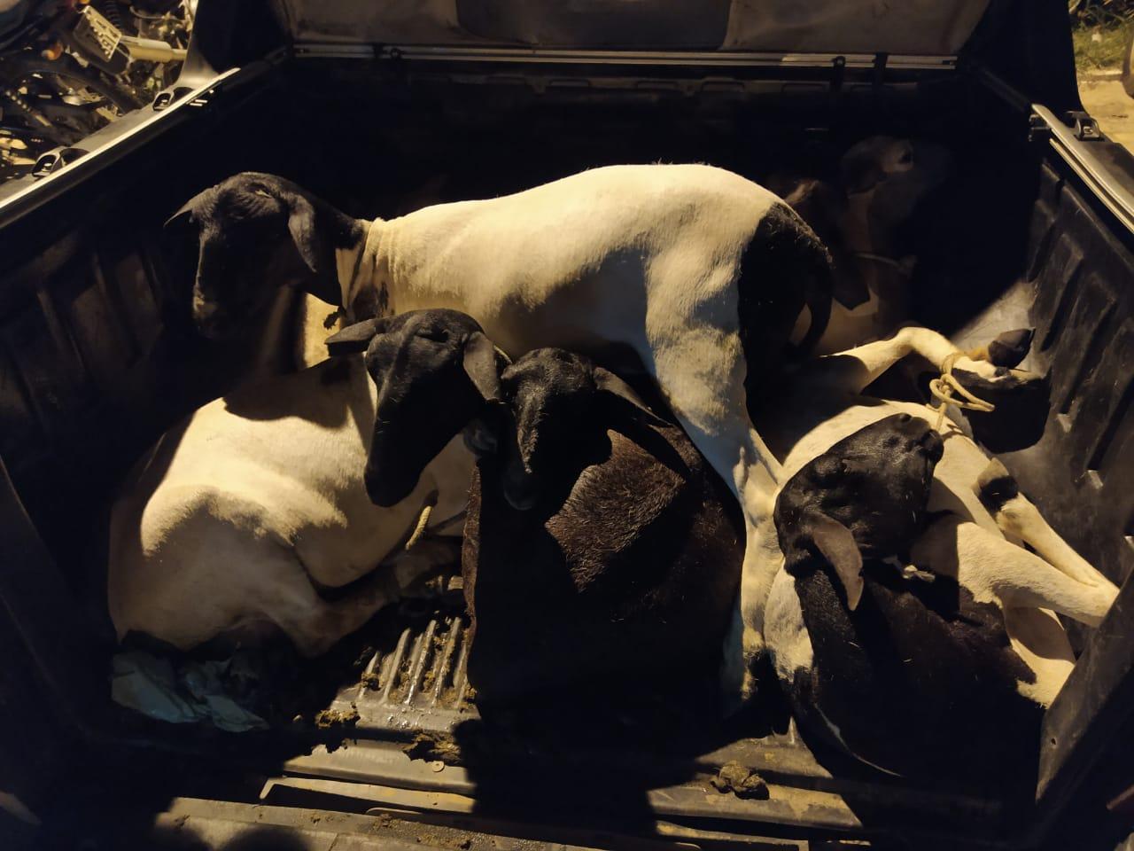 Ovelhas roubadas seriam vendidas no Ceará