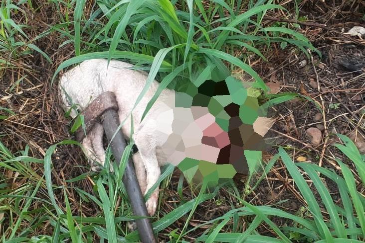 Cadela foi morta a golpes de machado e teve a cabeça degolada