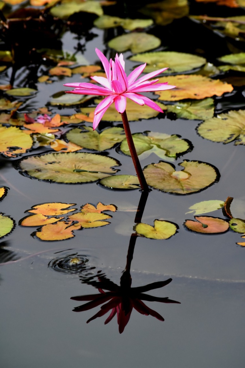 Maio tem apelido do mês das flores. Vejo flores em você.
