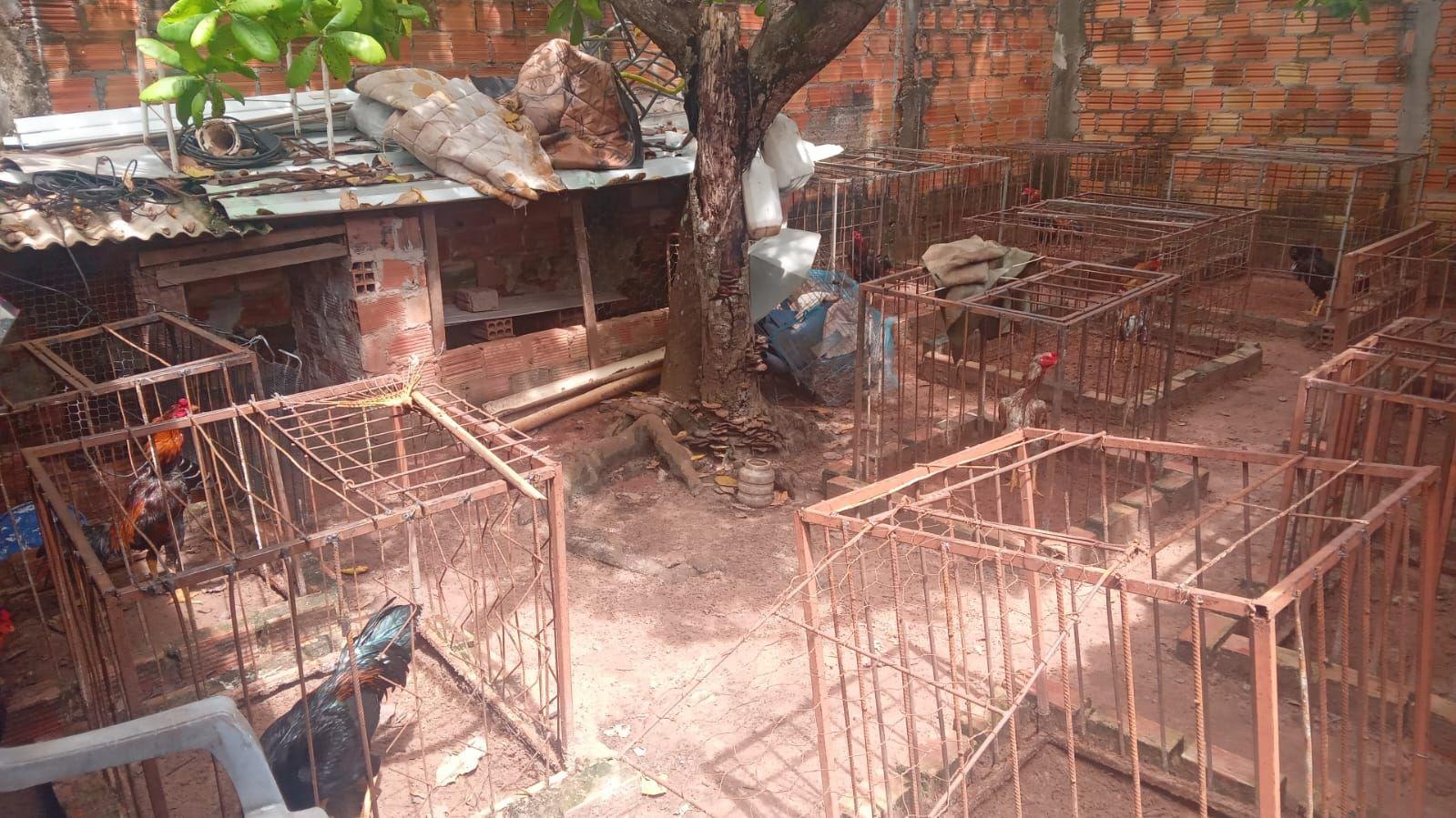 Galos são apreendidos em rinhas