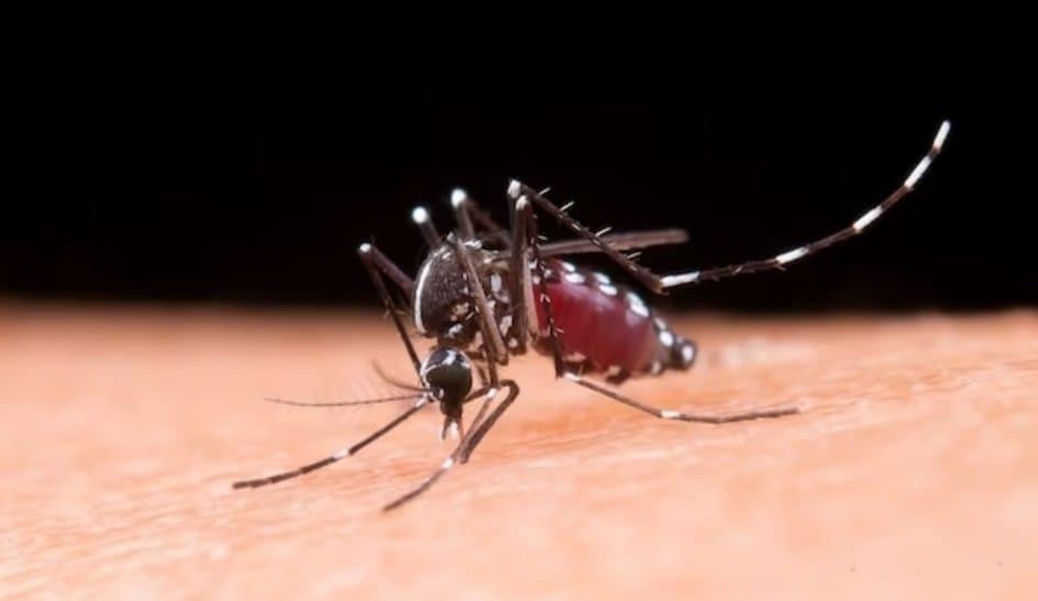 Mosquito da dengue