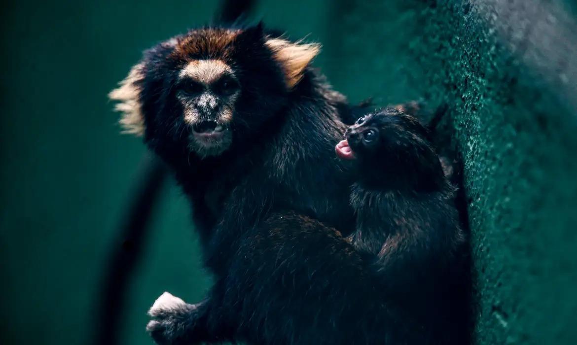 Zoológico comemora sucesso em reprodução de saguis-da-serra-escuro