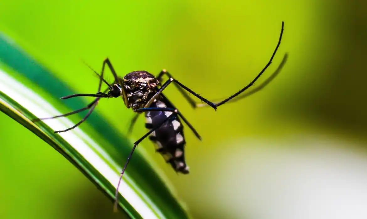 Mulher de 49 anos morre de dengue em Teresina; 5ª morte no Piauí