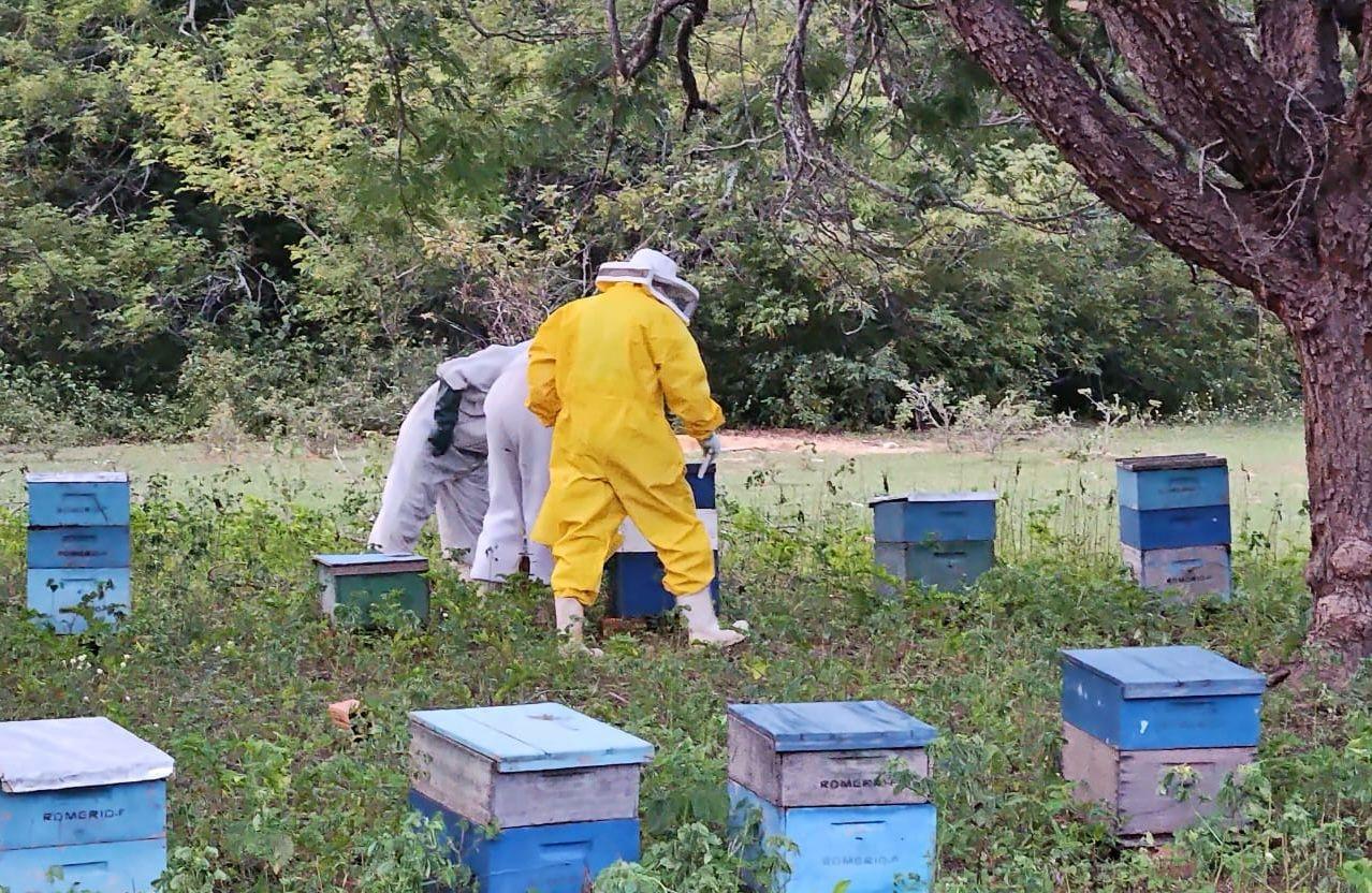 As amostras coletadas serão enviadas ao Laboratório Federal de Defesa Agropecuária (LFDA), em Goiás