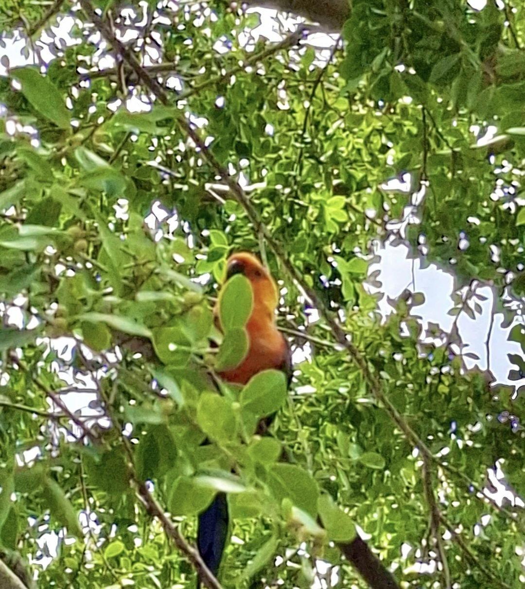 Fauna silvestre do Piauí