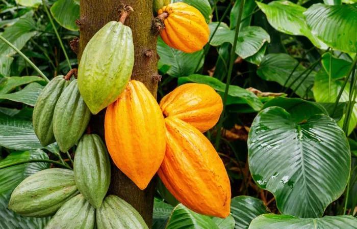 O cacaueiro produz um fruto de grande importância econômica: o cacau
