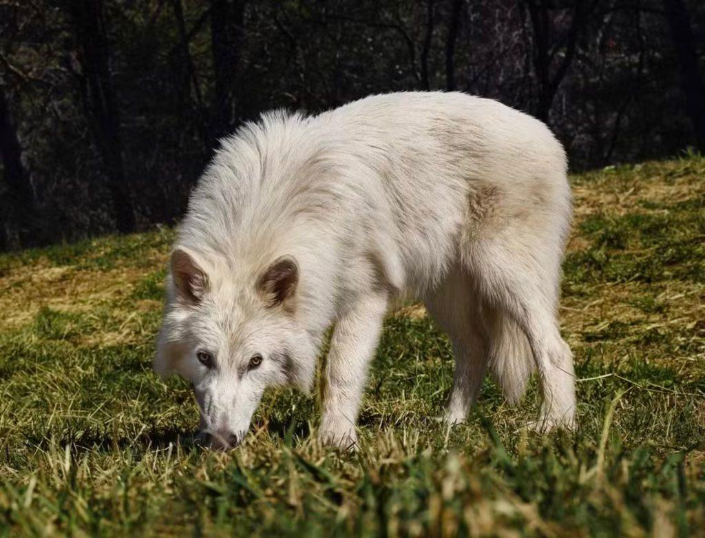 Impresa afirma ter restaurado lobo de 12 mil anos pela primeira vez por meio da “ciência da desextinção”