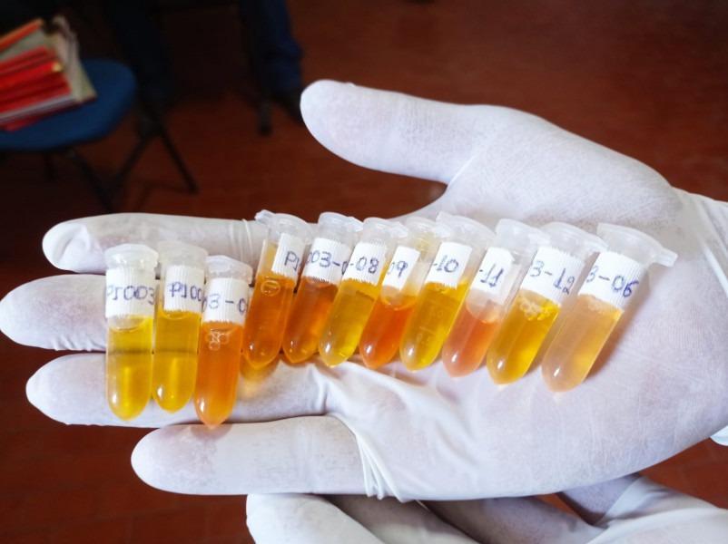 As amostras são encaminhadas para os Laboratórios Federais de Defesa Agropecuária (LFDA)