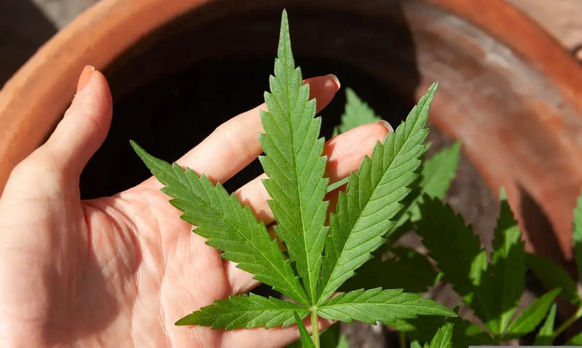 Projeto de lei em análise na Câmara de Teresina prevê multas de até um salário mínimo para quem for flagrado usando maconha em locais públicos da capital