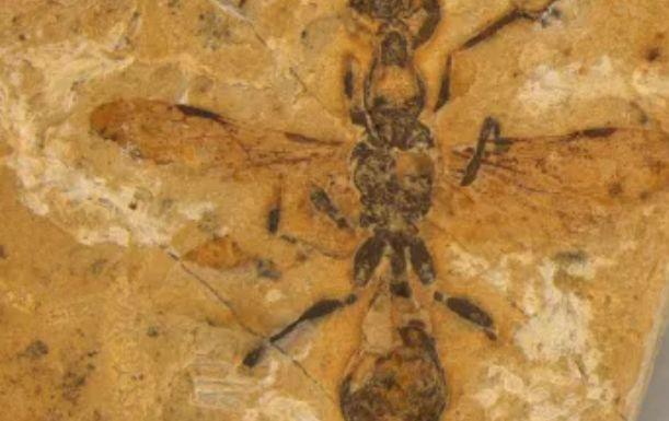 O fóssil de uma formiga-do-inferno de 113 milhões de anos preserva pequenos detalhes das asas do inseto
