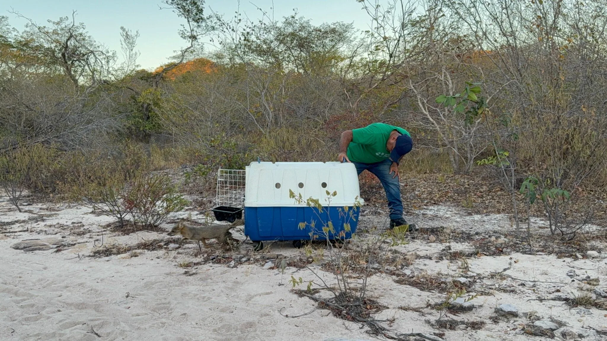 Dez animais silvestres, entre eles uma raposa-do-campo, espécie ameaçada de extinção, foram  devolvidos à natureza