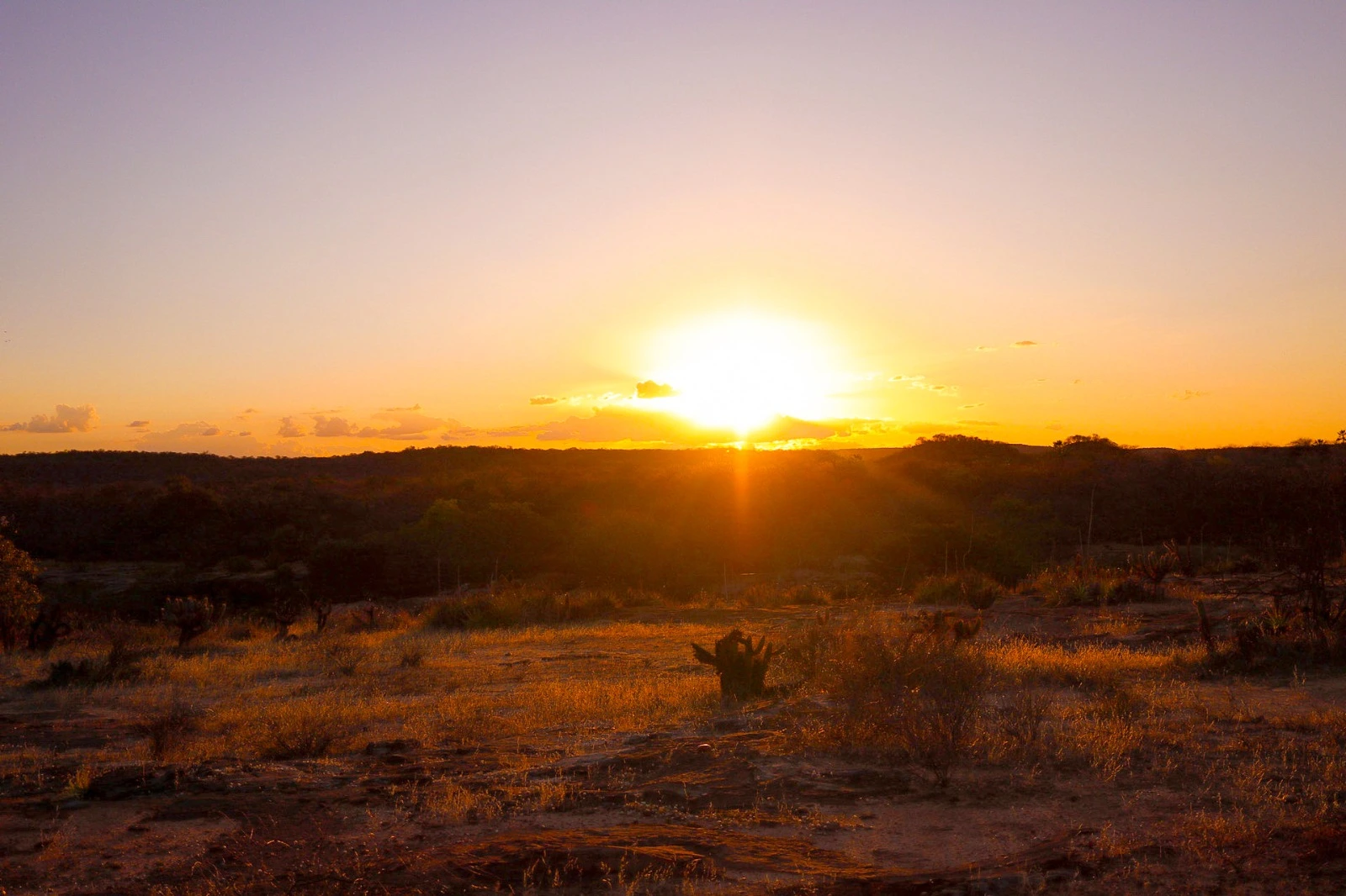 Cerrado