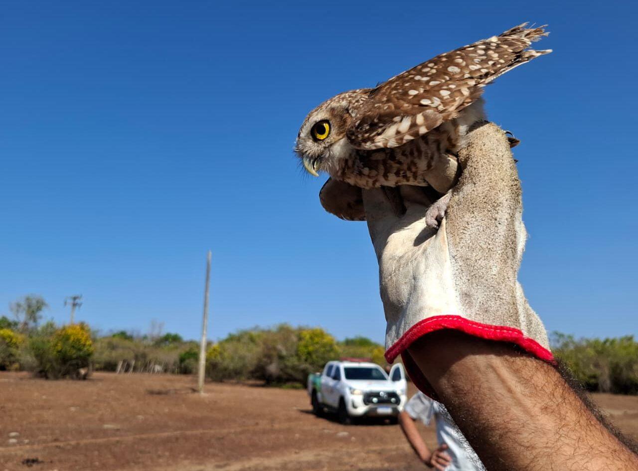 As reservas ambientais onde os animais são soltos garantem alimento, água, abrigo e segurança