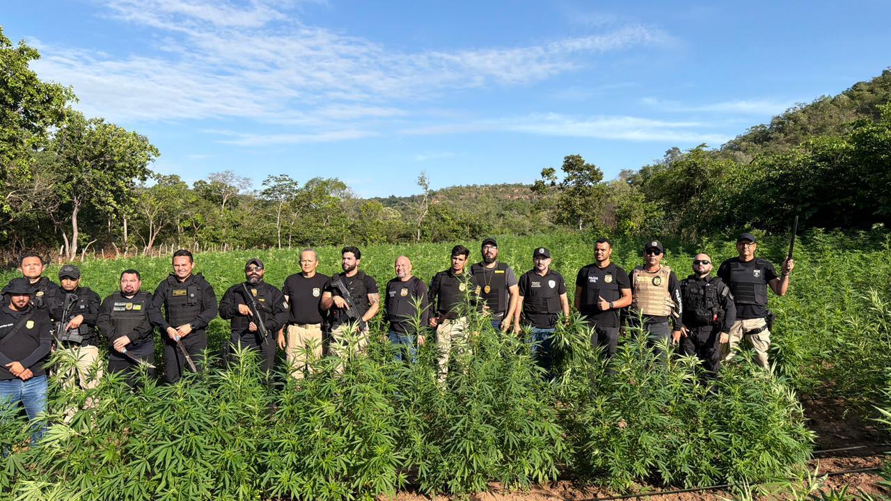 Plantação estava área de difícil acesso e seria destinada ao abastecimento do tráfico interestadual