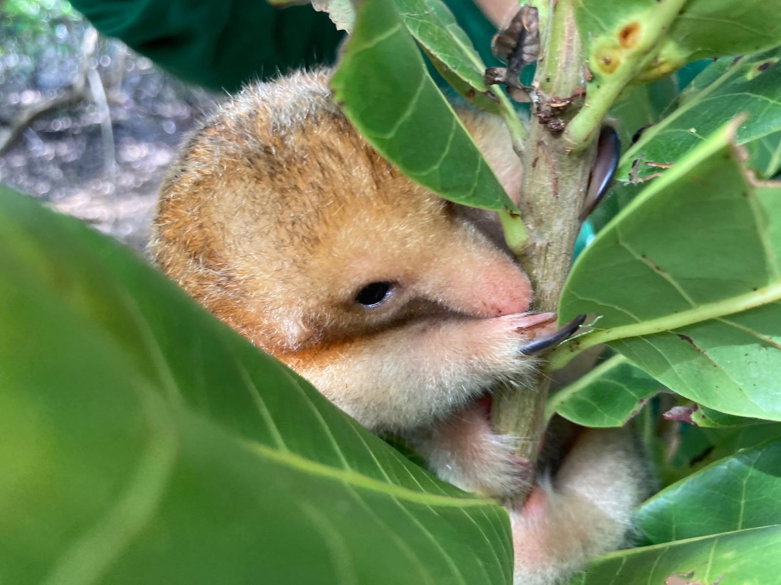 Áreas protegidas na divisa entre os estados do Piauí e Maranhão são habitat do tamanduaí, animal que pesa no máximo 400 gramas e mede até 30 centímetros