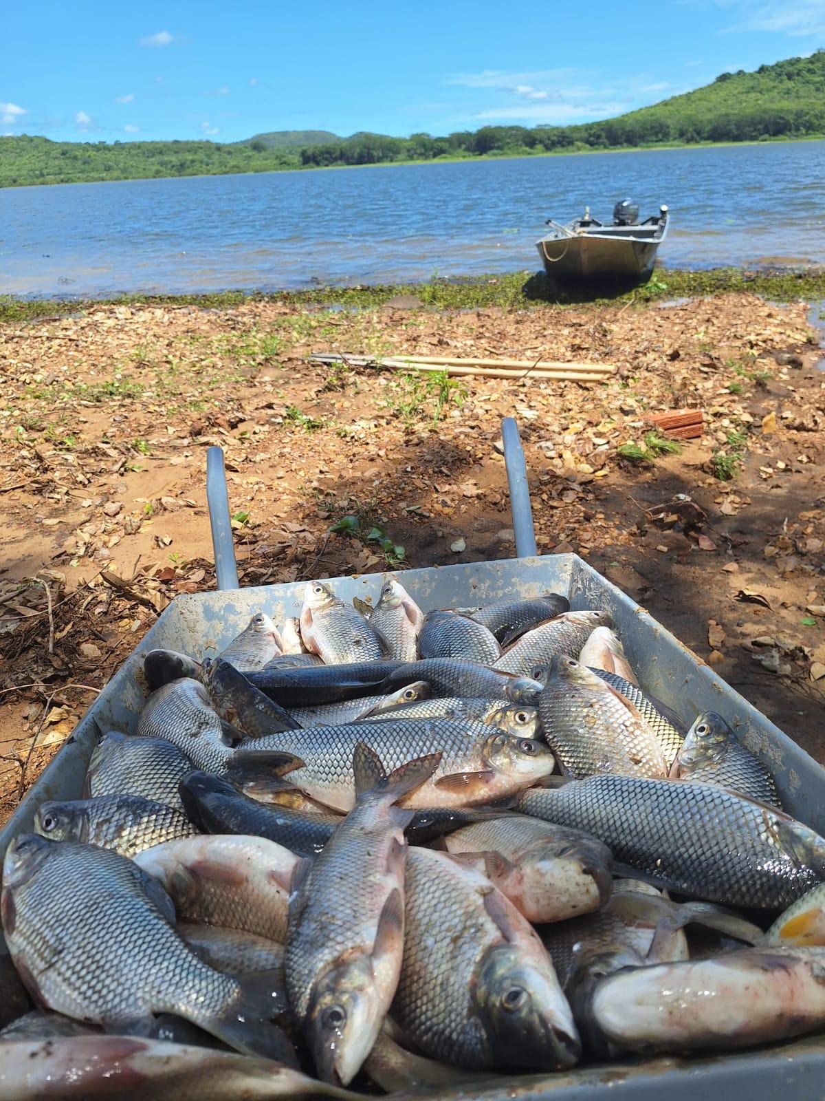 Aproximadamente 180 quilos de peixe foram apreendidos em apenas oito dias da Operação Piracema I