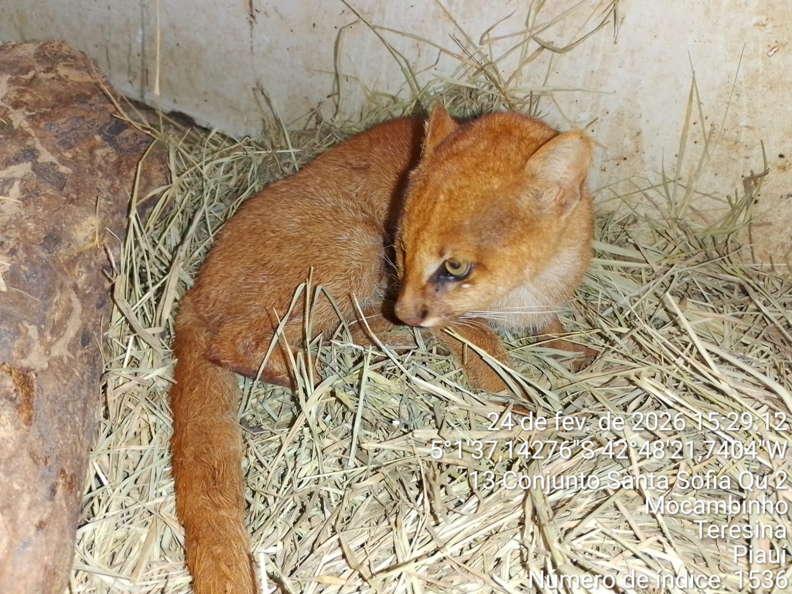 Animal raro é resgatado por suspeita de atropelamento em Castelo do Piauí