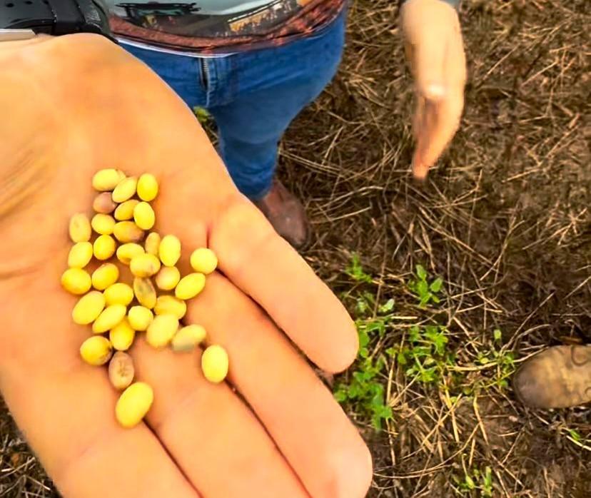 Chuvas intensas no sul do Piauí dificultam avanço da colheita da soja e preocupam produtores da região do Cerrado.