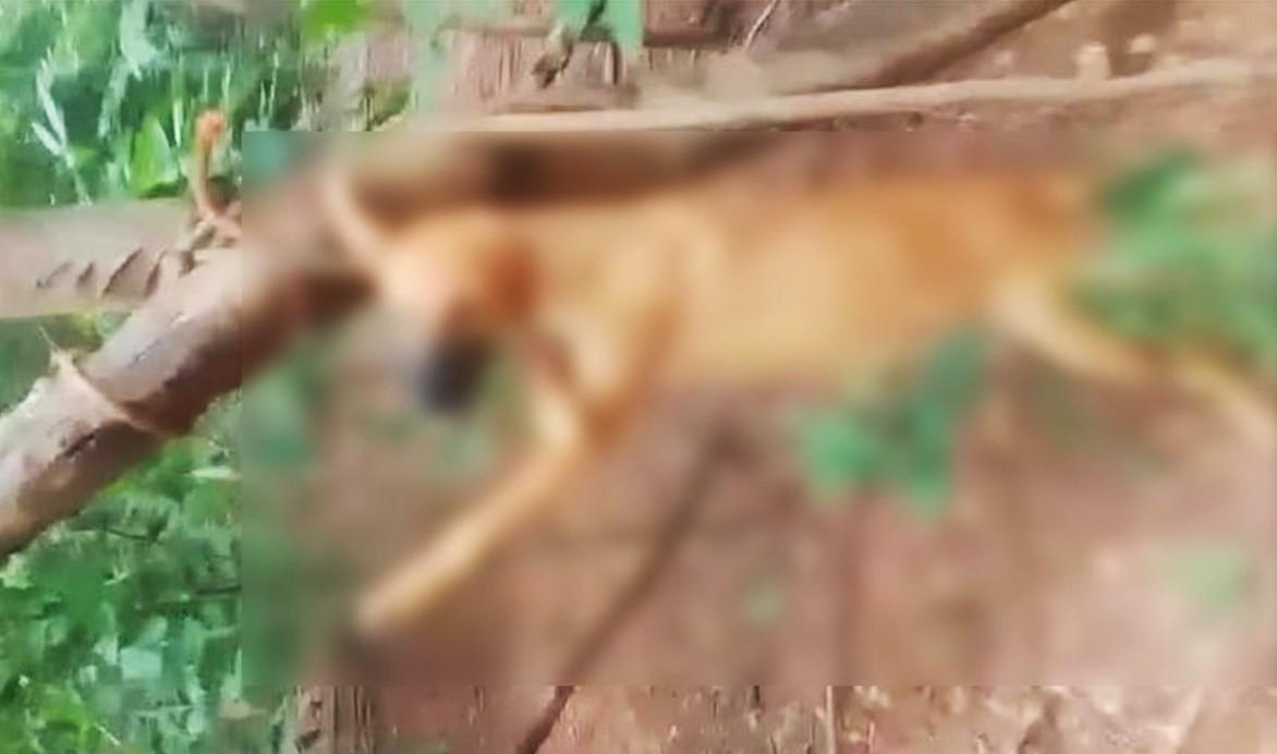 Cachorro foi morto por enforcamento em assentamento na zona rural de Antônio Almeida, no Piauí.