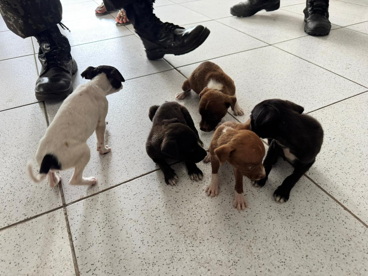 Filhotes foram resgatados após denúncia anônima de maus-tratos